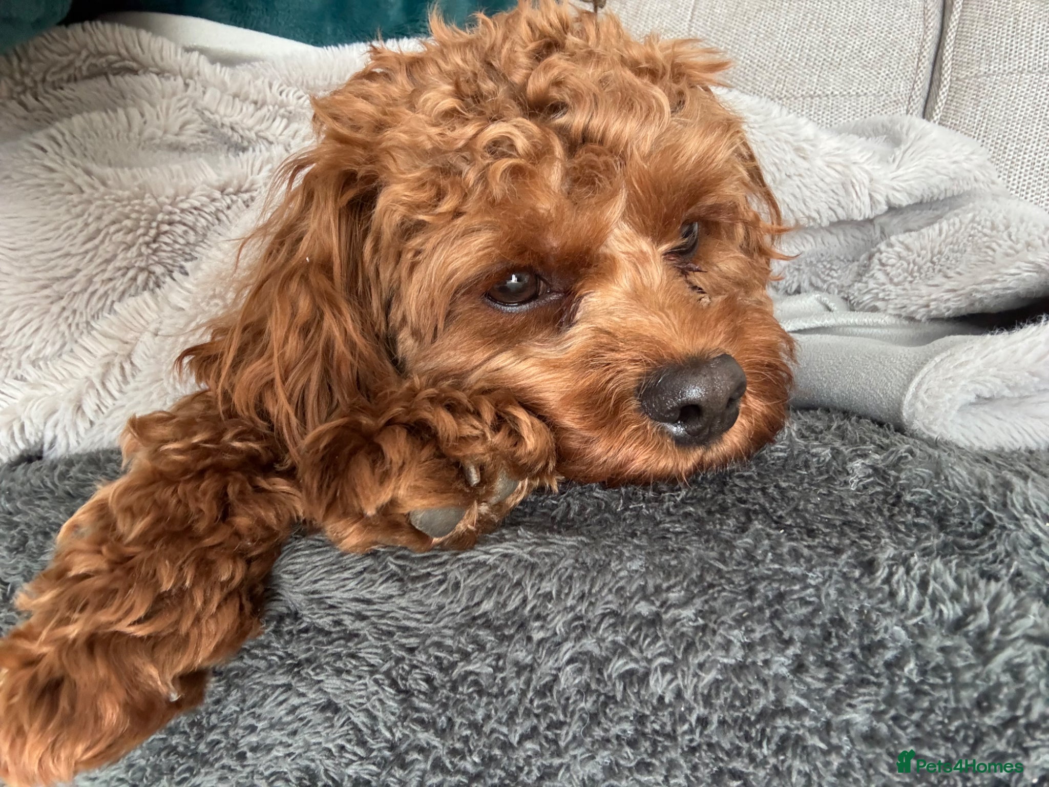 Cavapoo dogs for sale: Teddy 🐾 - Advert 10