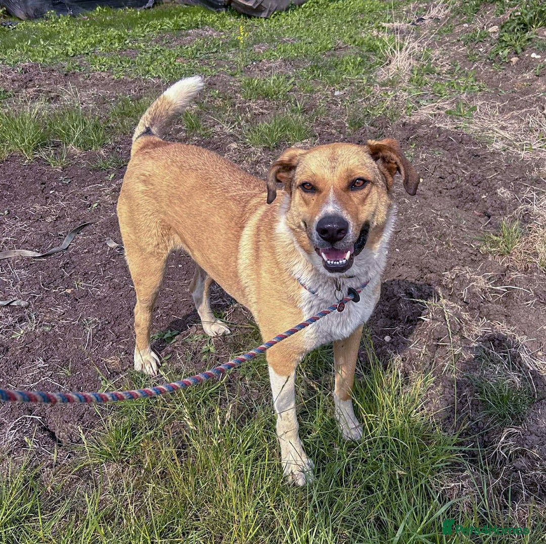 Mixed Breed dogs for adoption: MARSHALL the Marvellous - Image 6