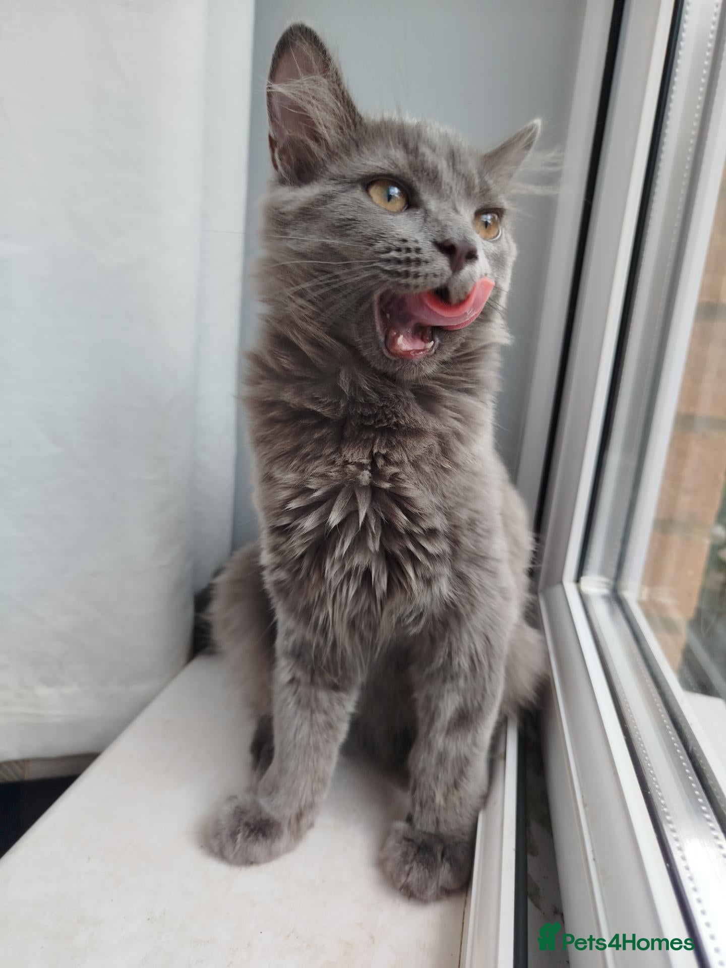 Mixed Breed cats Cookie  - Advert 16