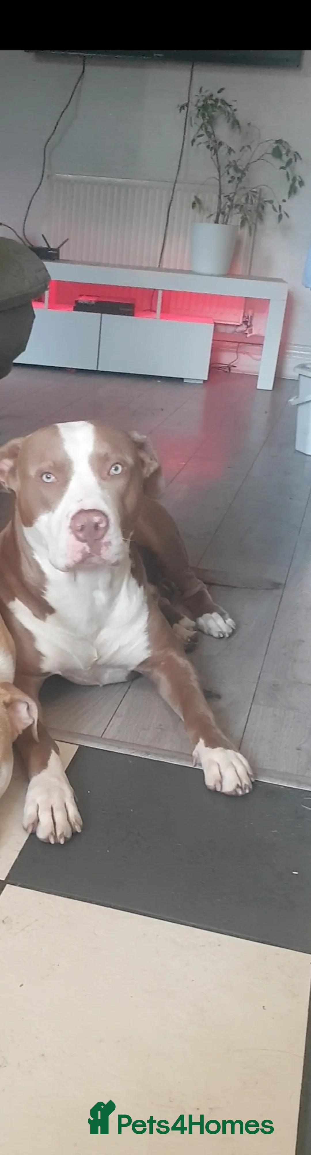 Mixed Breed dogs for sale: Xl bully mixed with red nose - Advert 8
