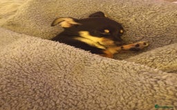 Jack Russell dogs for sale: Beautiful Jack russell puppy ( last one) - Image 15