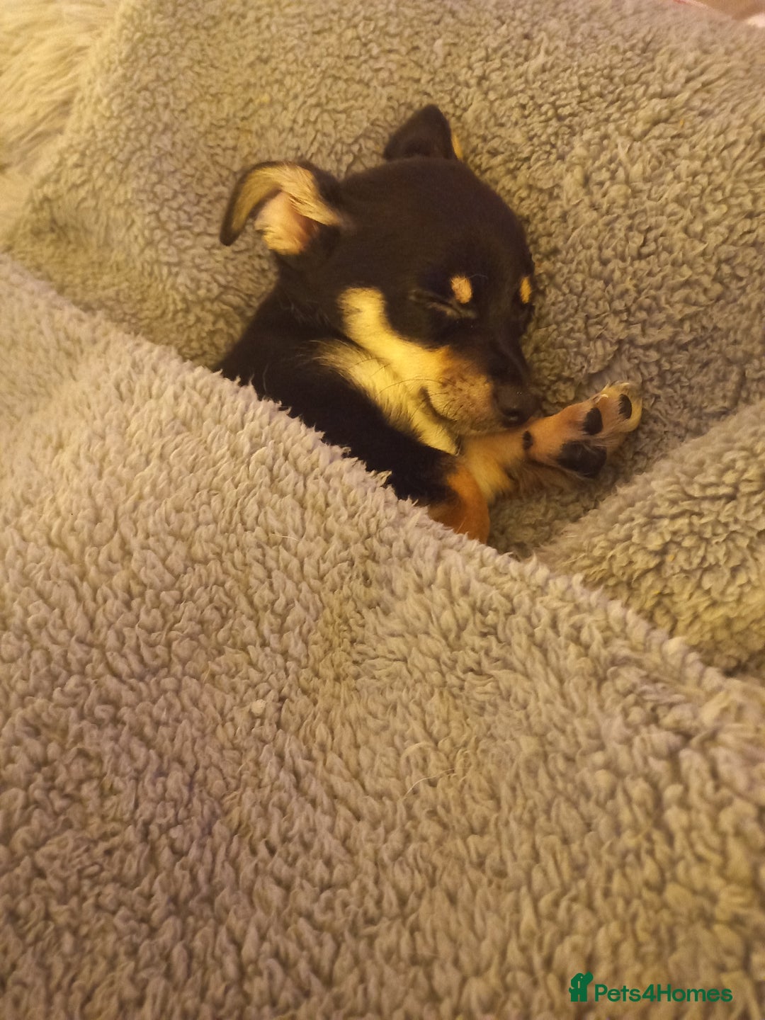 Jack Russell dogs for sale: Beautiful Jack russell puppy ( last one) - Image 15