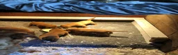 Labrador Retriever dogs for sale: Fox Red Labradors  - Advert 8
