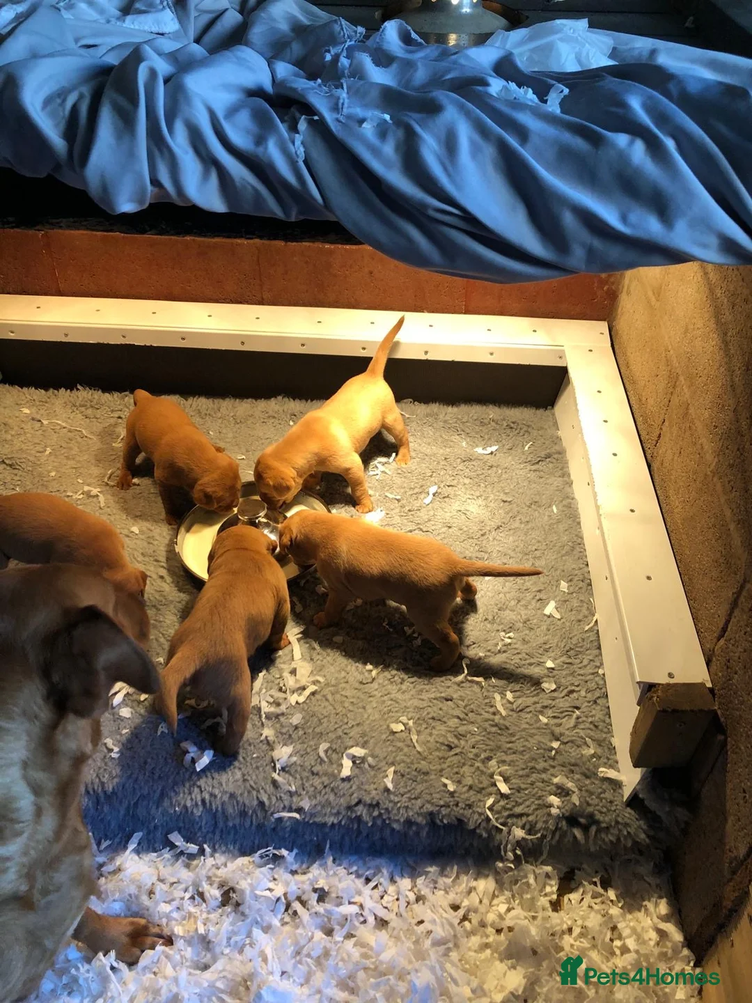 Labrador Retriever dogs for sale: Fox Red Labradors  - Advert 8