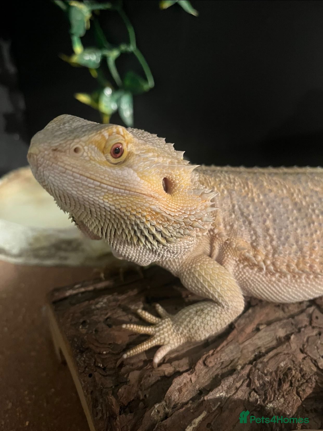 Bearded Dragon reptiles Bearded dragon for sale - Advert 6