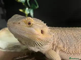 Bearded Dragon reptiles Bearded dragon for sale - Advert 6