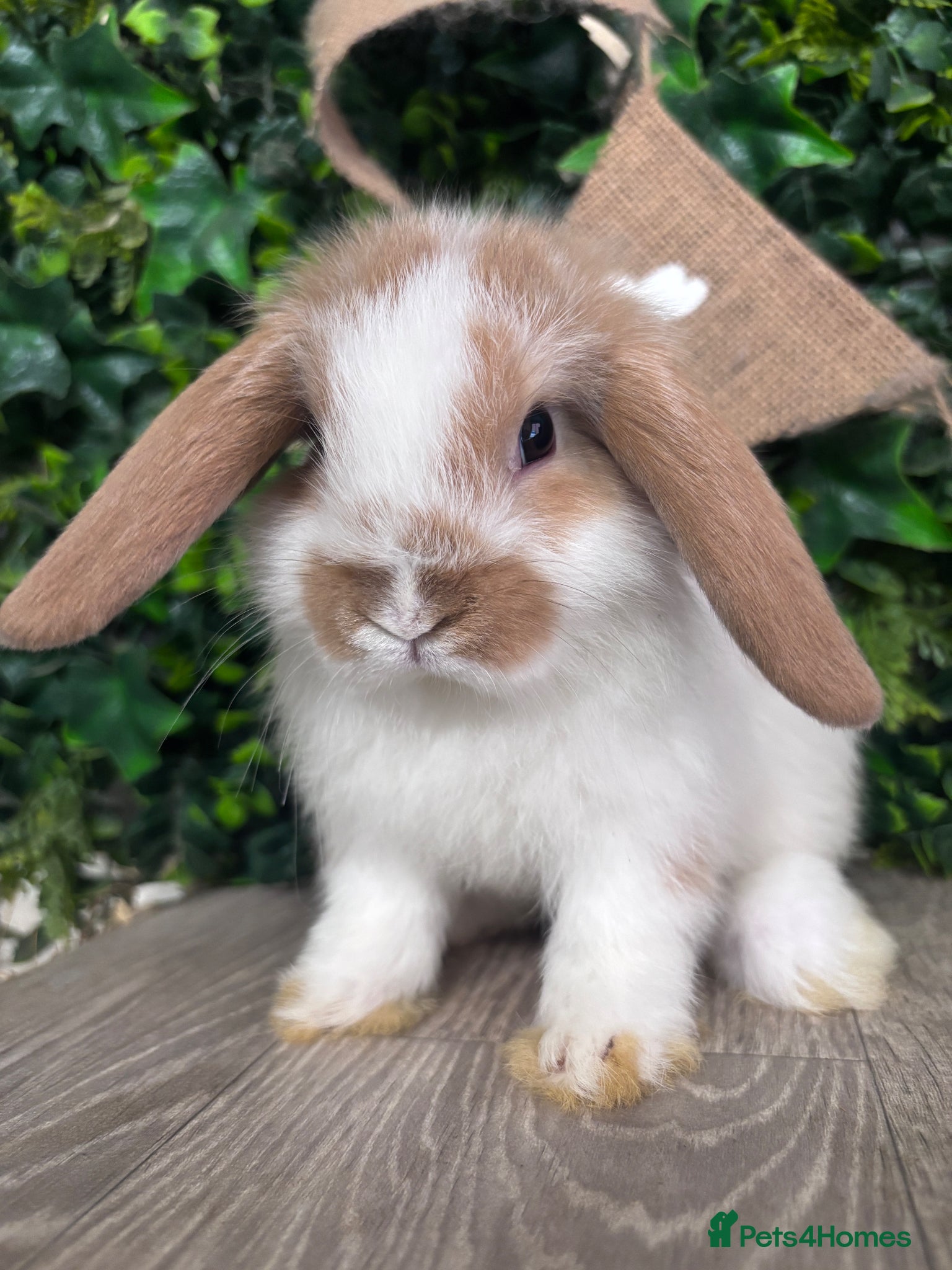 Mini Lop rabbits BEAUTIFUL BABY MINI LOP BUNNIES  - Advert 2
