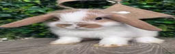 Mini Lop rabbits for sale: BEAUTIFUL BABY MINI LOP BUNNIES  - Advert 2