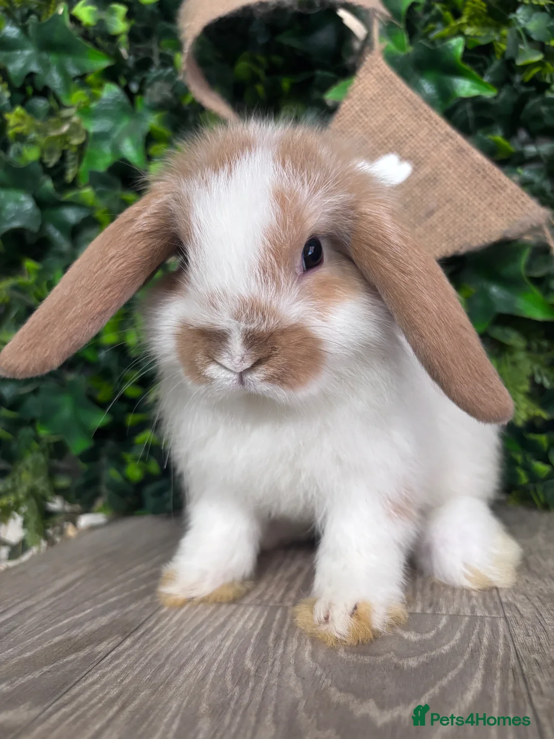 Mini Lop rabbits for sale: BEAUTIFUL BABY MINI LOP BUNNIES  - Advert 2