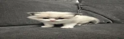 Ragdoll cats for sale: Stunning 3/4 Ragdolls Kittens - Advert 23