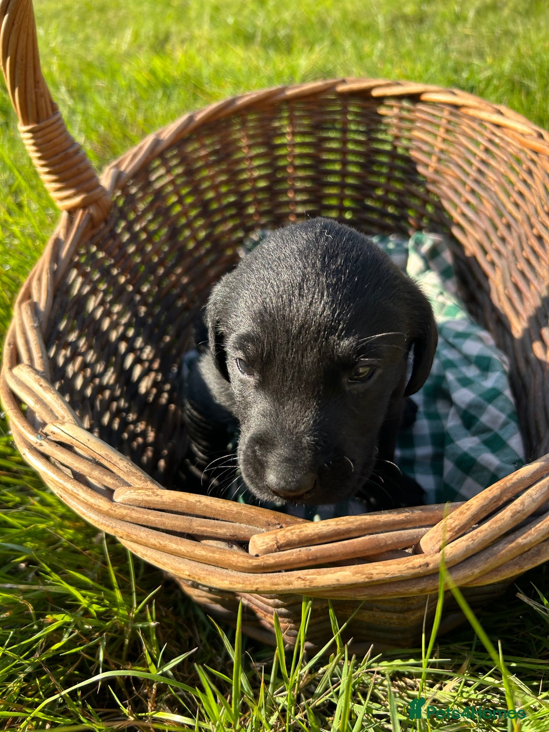 Labrador Retriever dogs for sale: Beautiful Working Labrador Puppies KC Registered  - Image 6
