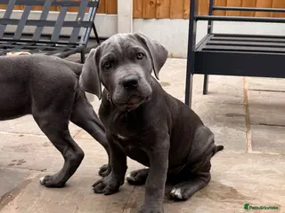 Cane Corso dogs X-Man Bloodline, Pedigree Cane Corso Puppies - Advert 1
