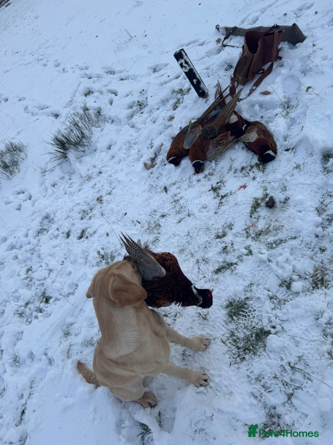 Labrador Retriever dogs for sale: Kc registered Labrador retriever puppies  - Advert 2