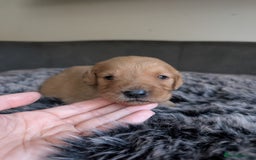 Labradoodle dogs for sale: F1 Labradoodle puppies  - Image 17