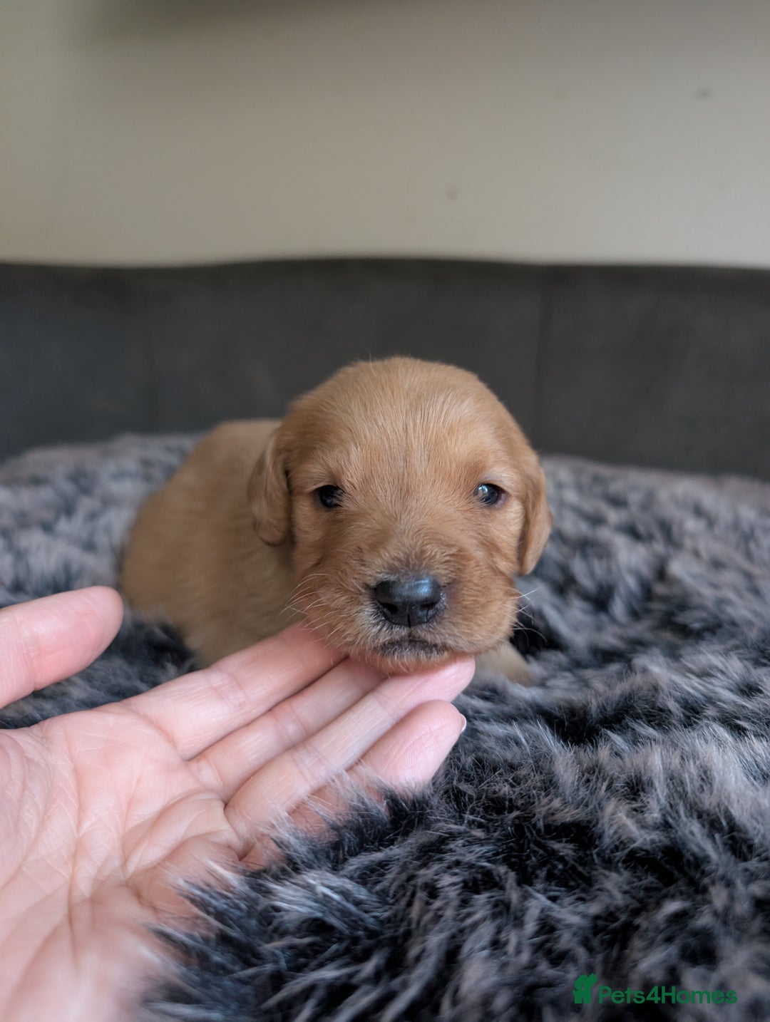 Labradoodle dogs for sale: F1 Labradoodle puppies  - Image 17