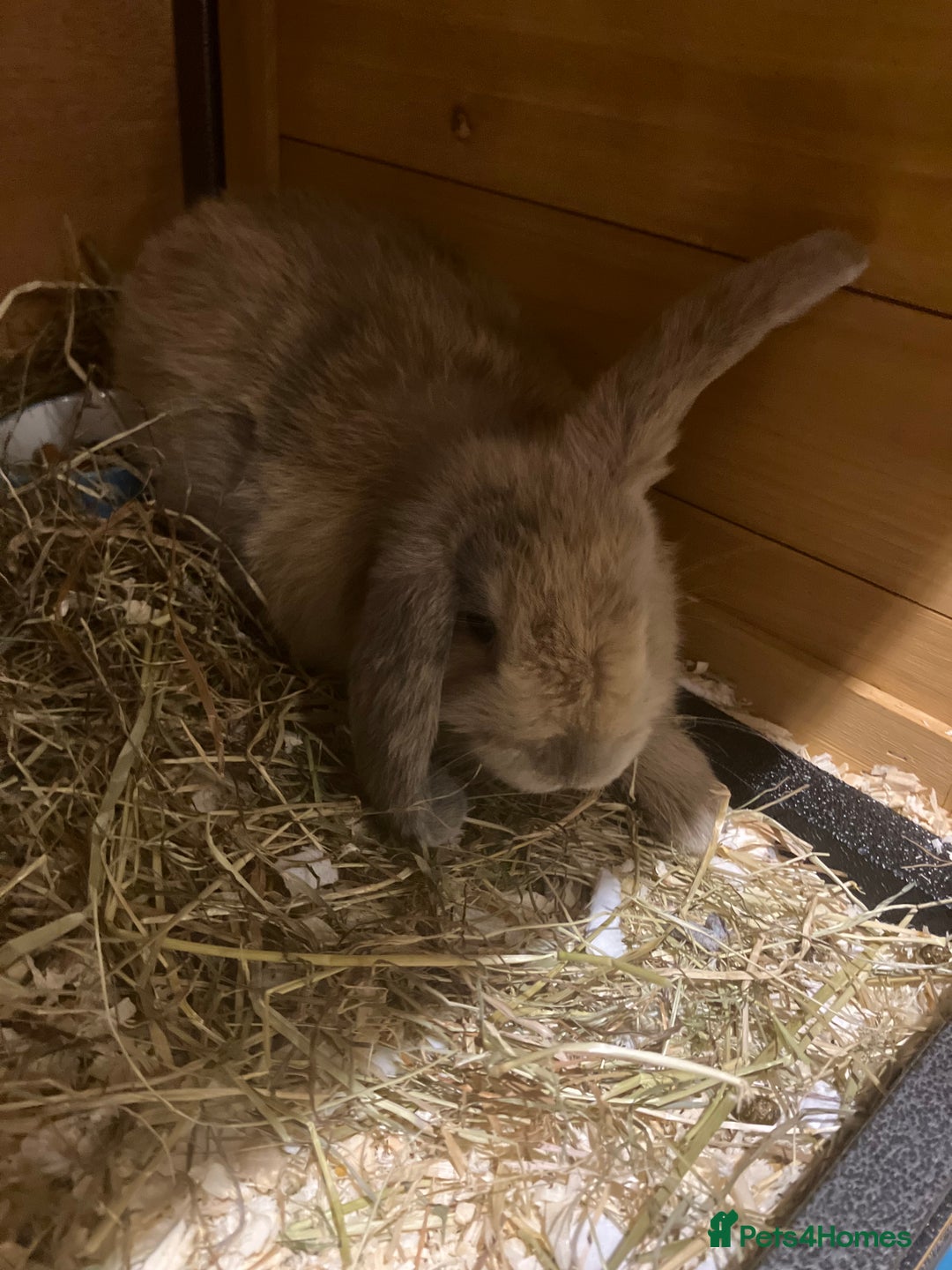 Mini Lop rabbits for sale: 2 Beutiful bunnies ginger and grey! - Advert 2