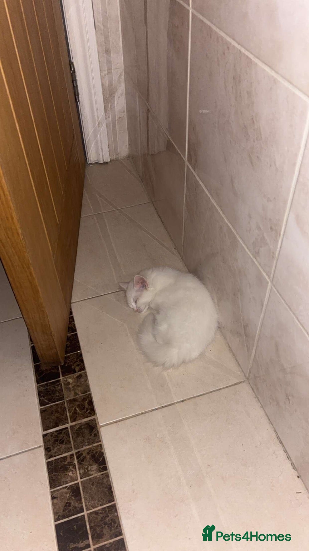 British Longhair cats Clementine female British long hair kitten - Advert 1