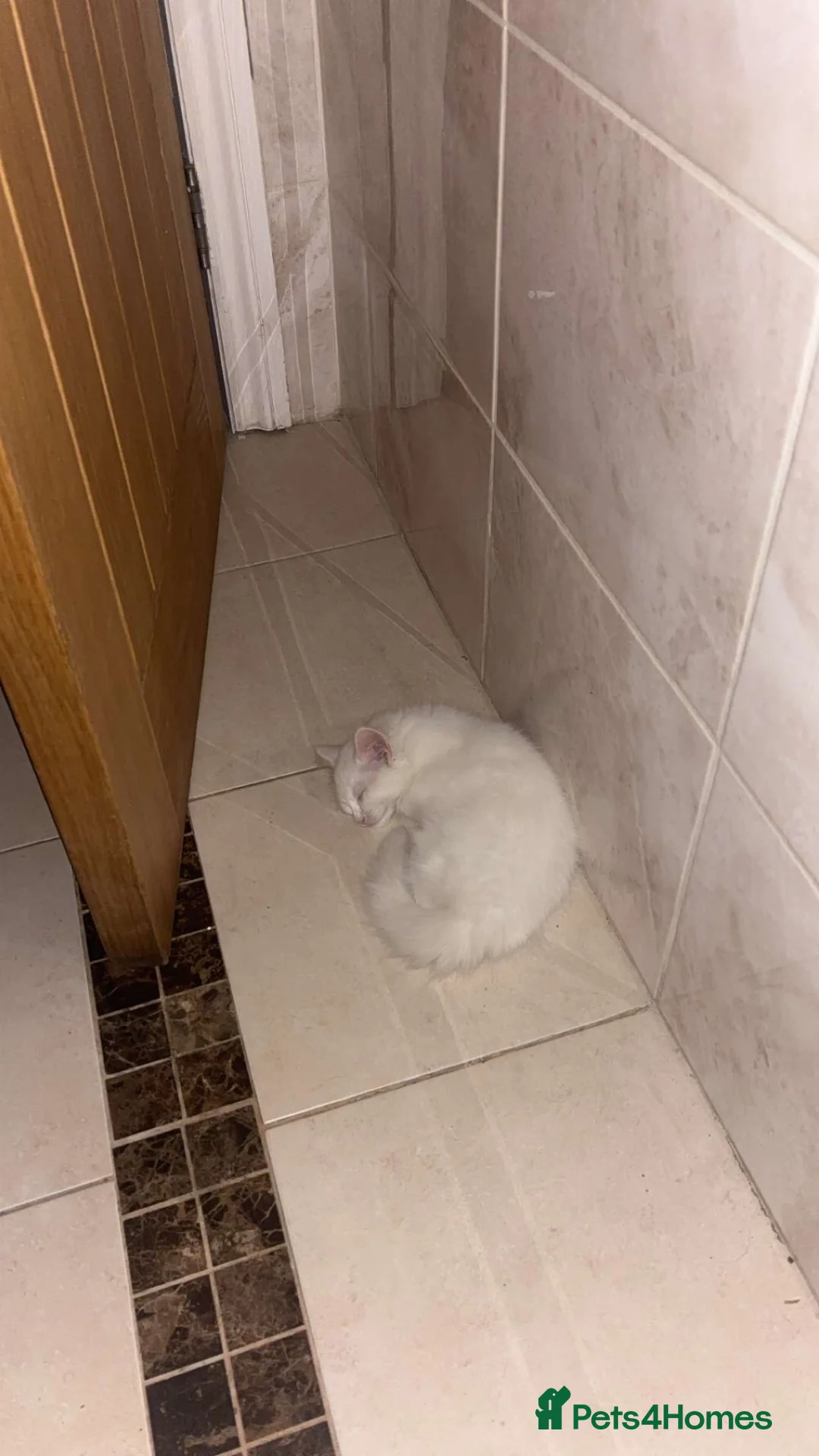 British Longhair cats for sale: Clementine female British long hair kitten - Advert 1