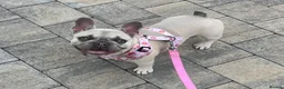 French Bulldog dogs for sale: Female frenchie rehome - Advert 5