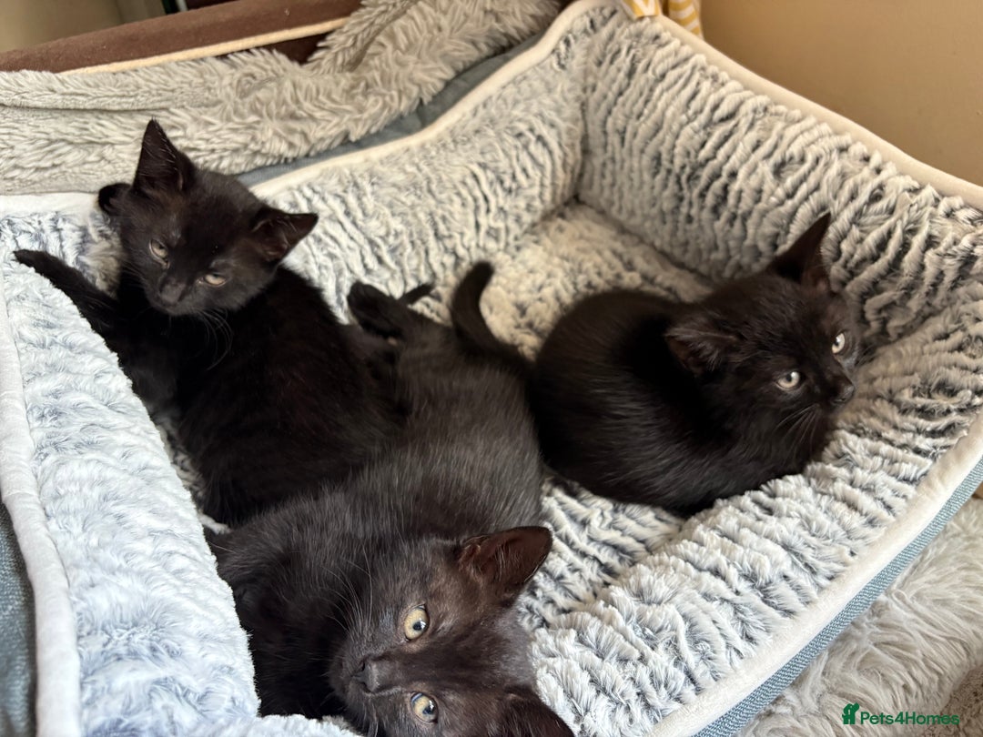 Domestic Shorthair cats for sale: Beautiful black kittens  - Image 3