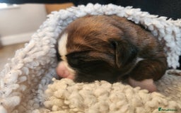 Boxer dogs for sale: 🌟KC REG BOBTAIL BOXER PUPS🌟 - Image 17