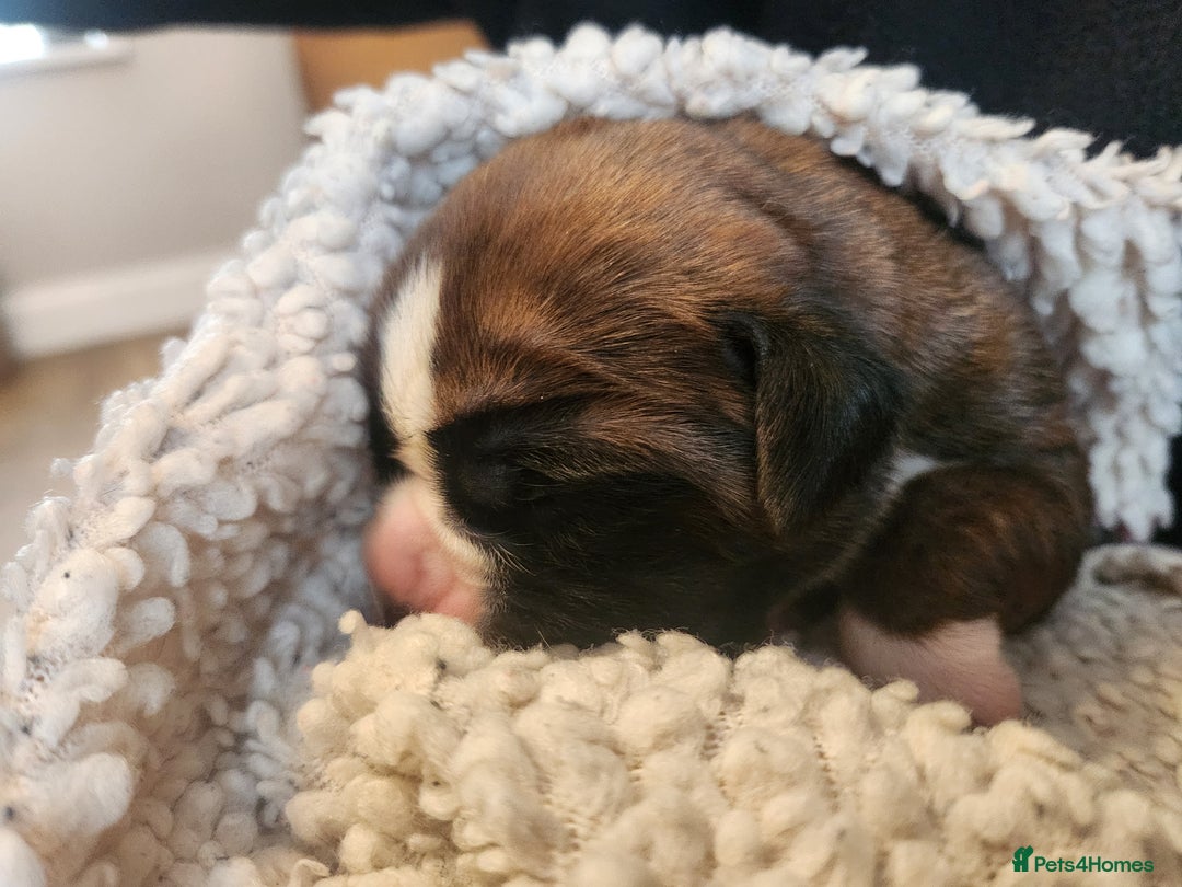 Boxer dogs for sale: 🌟KC REG BOBTAIL BOXER PUPS🌟 - Image 17