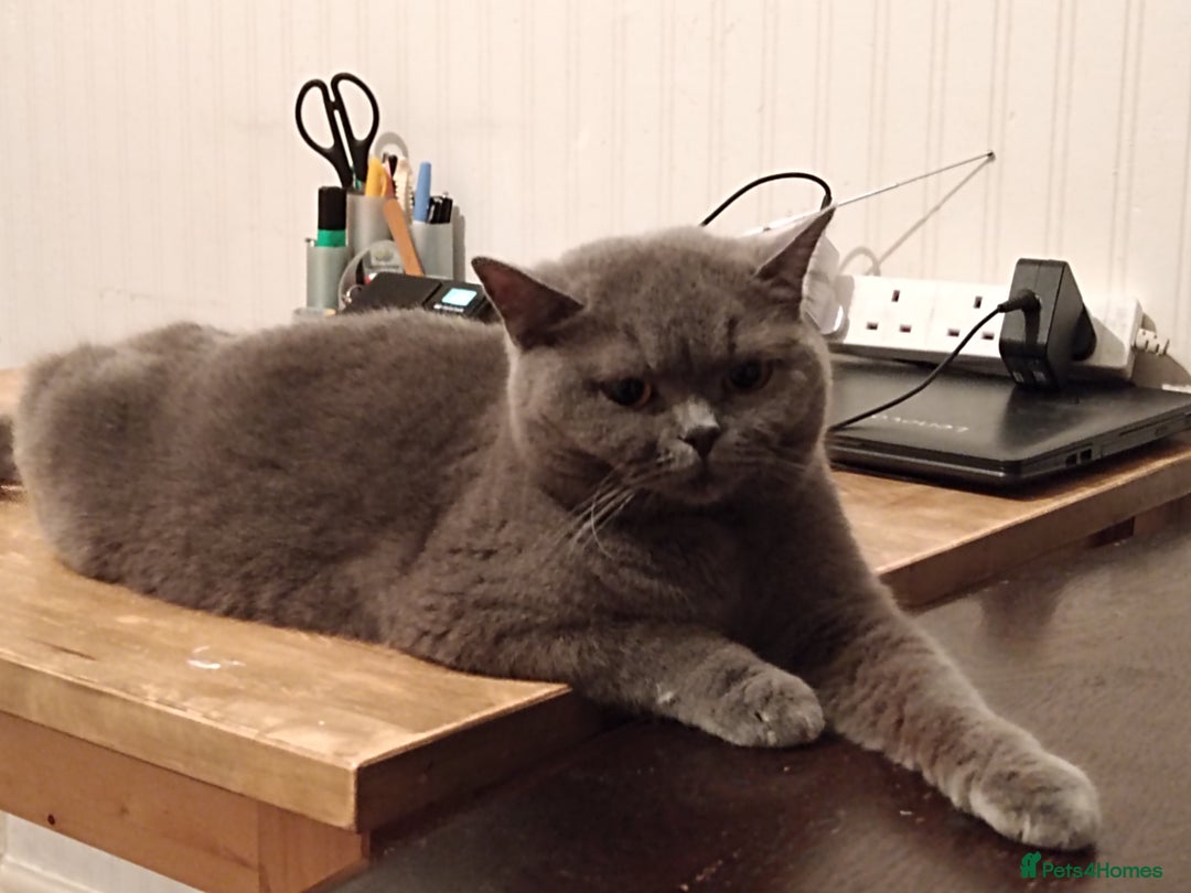 British Shorthair cats for sale: Gccf active registered blue BSH queen - Image 9