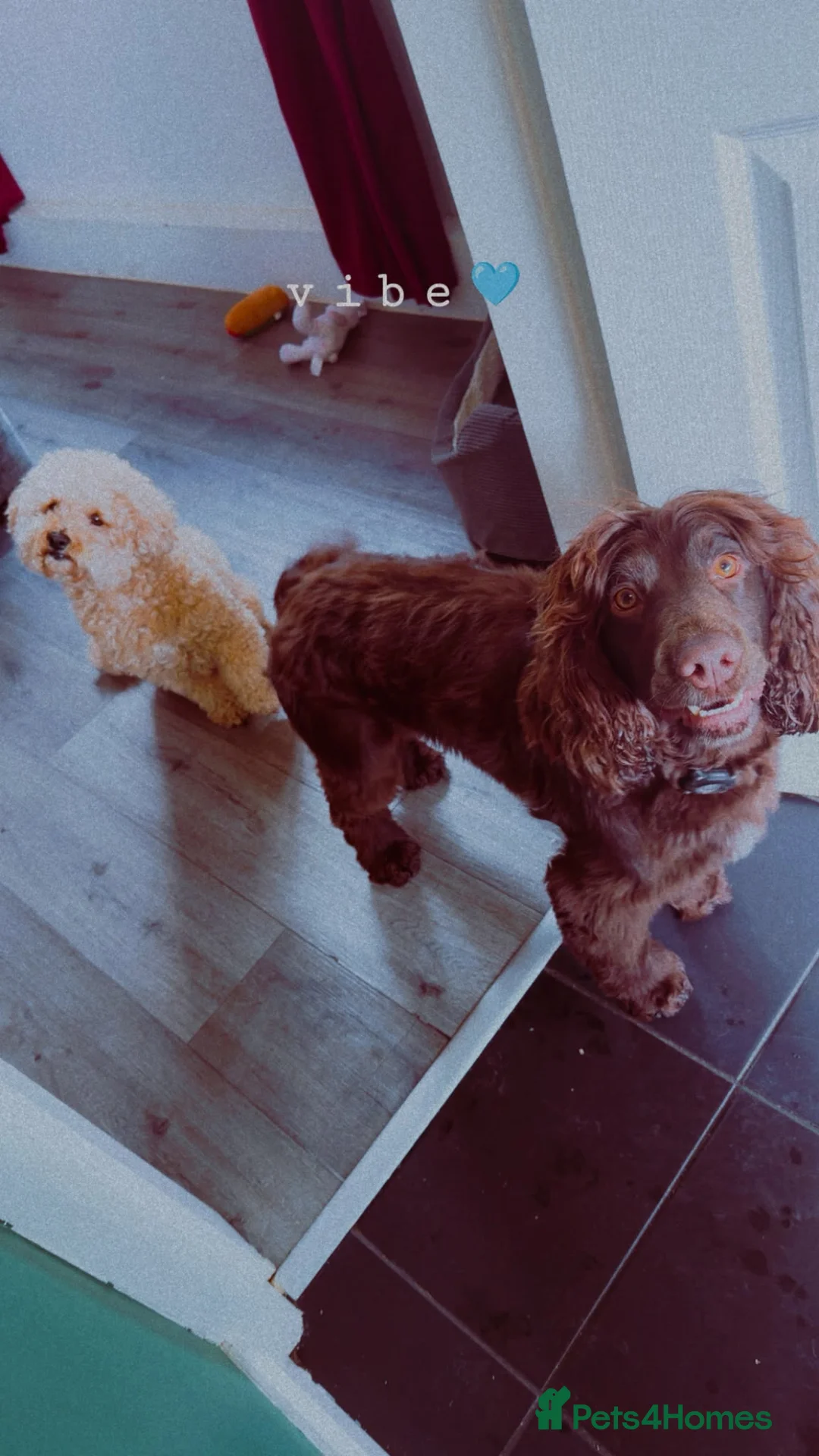 Mixed Breed dogs for sale: Cocker Spaniel/Poochon in Blackburn - Advert 2