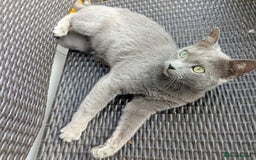 Russian Blue cats for sale: Affectionate Adult Male Cat for Sale - Image 5