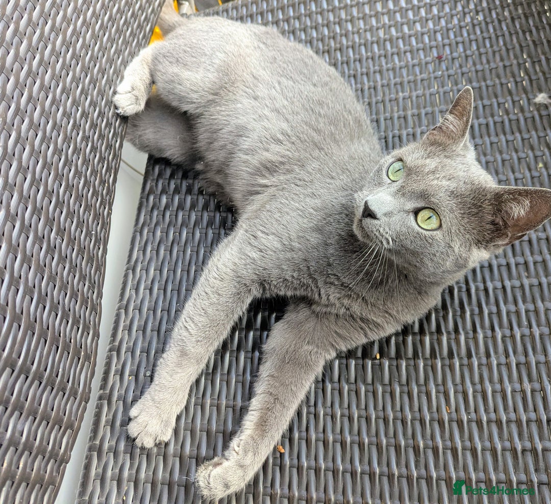 Russian Blue cats for sale: Affectionate Adult Male Cat for Sale - Image 5