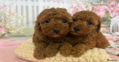 Toy Poodle dogs - Advert 8