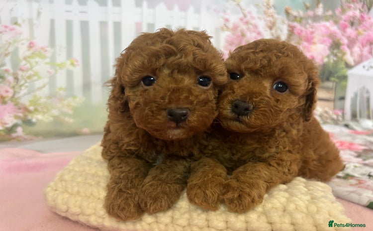Toy Poodle dogs - Advert 1