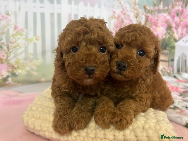 Toy Poodle dogs - Advert 1
