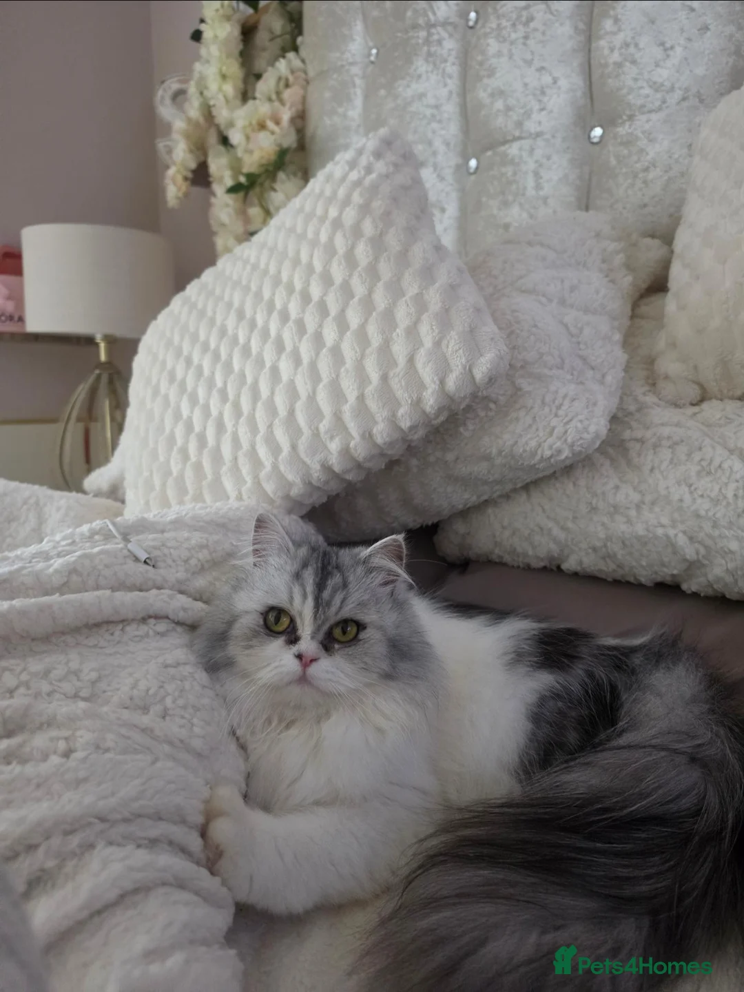 Persian cats for sale: Maggie The Persian Cat Looking for a Forever Home - Advert 2