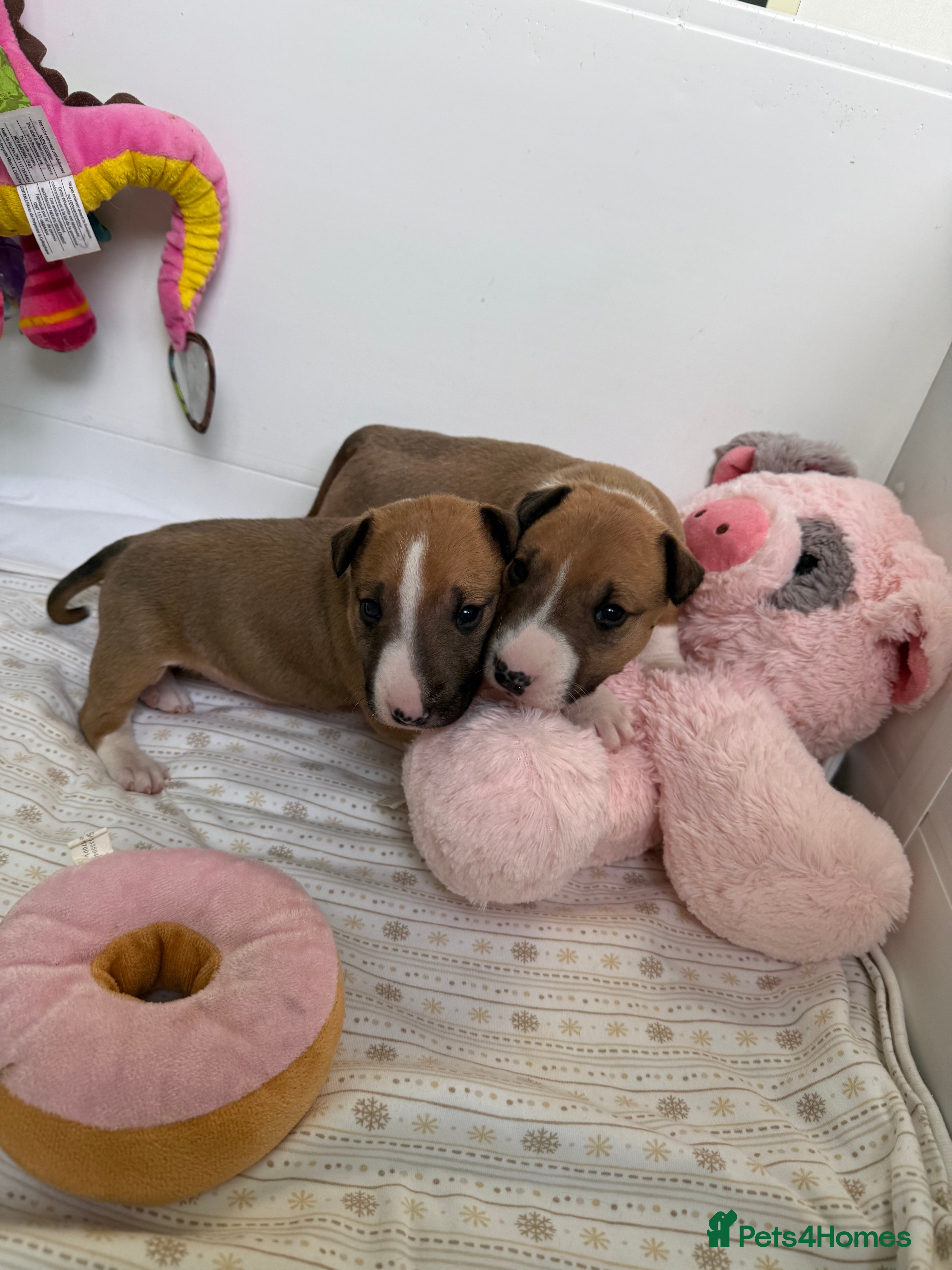 English Bull Terrier dogs KC English Bull Terrier puppies available  - Advert 1