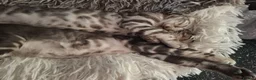 Bengal cats for sale: ❤️ Outstanding TICA Registered Bengal Kittens ❤️ - Advert 13