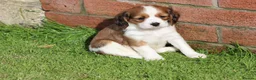 Cavachon dogs for sale: Beautiful Cavachon puppies for sale - Advert 16