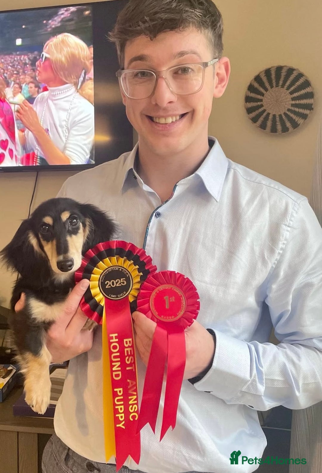 Miniature Dachshund dogs for stud: KC Registered - Health Tested - Proven Stud Dog 🏅 - Advert 12