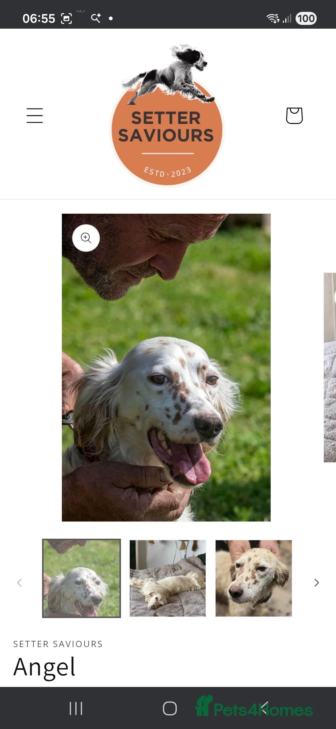 English Setter dogs for adoption: Angel - Advert 4