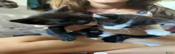 Mixed Breed cats for sale: 2 kittens for sale  in Milton Keynes - Advert 5