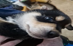 Mixed Breed dogs for sale: Adorable Rottsky Pups - Image 24