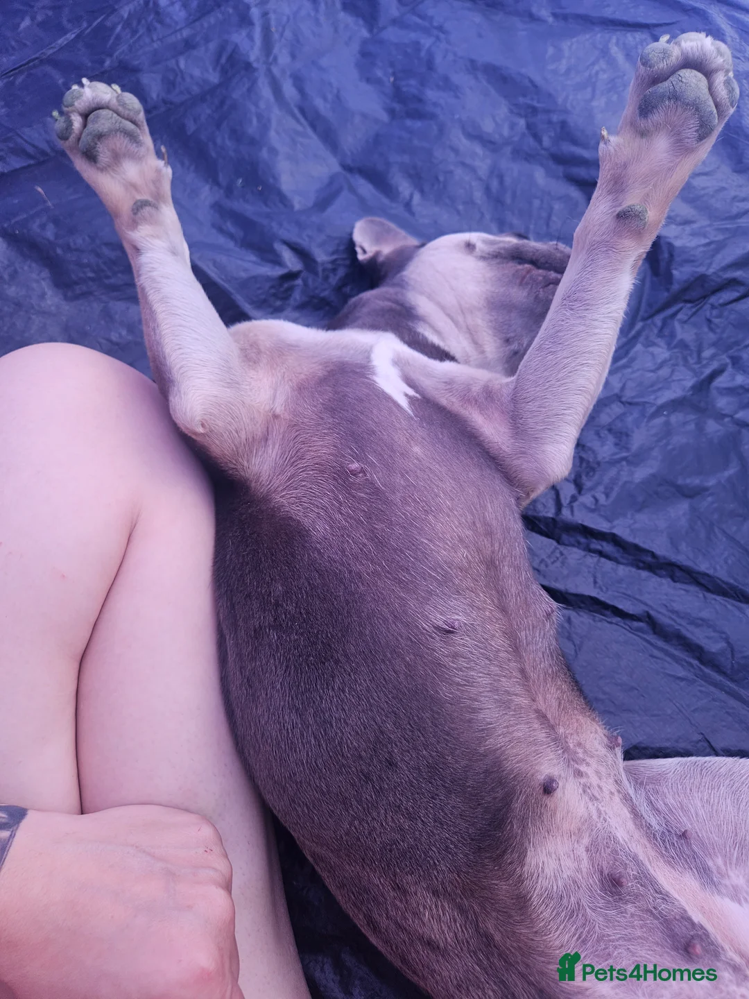 French Bulldog dogs for sale: Lilo for sale - Advert 3