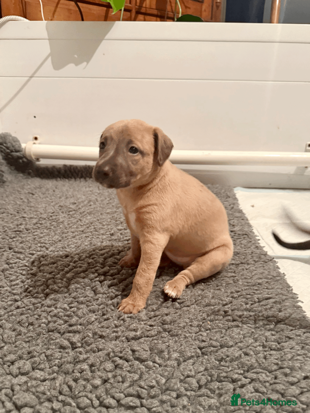 Mixed Breed dogs for sale: 5 stunning Whippet Bedlington pups.  - Advert 16