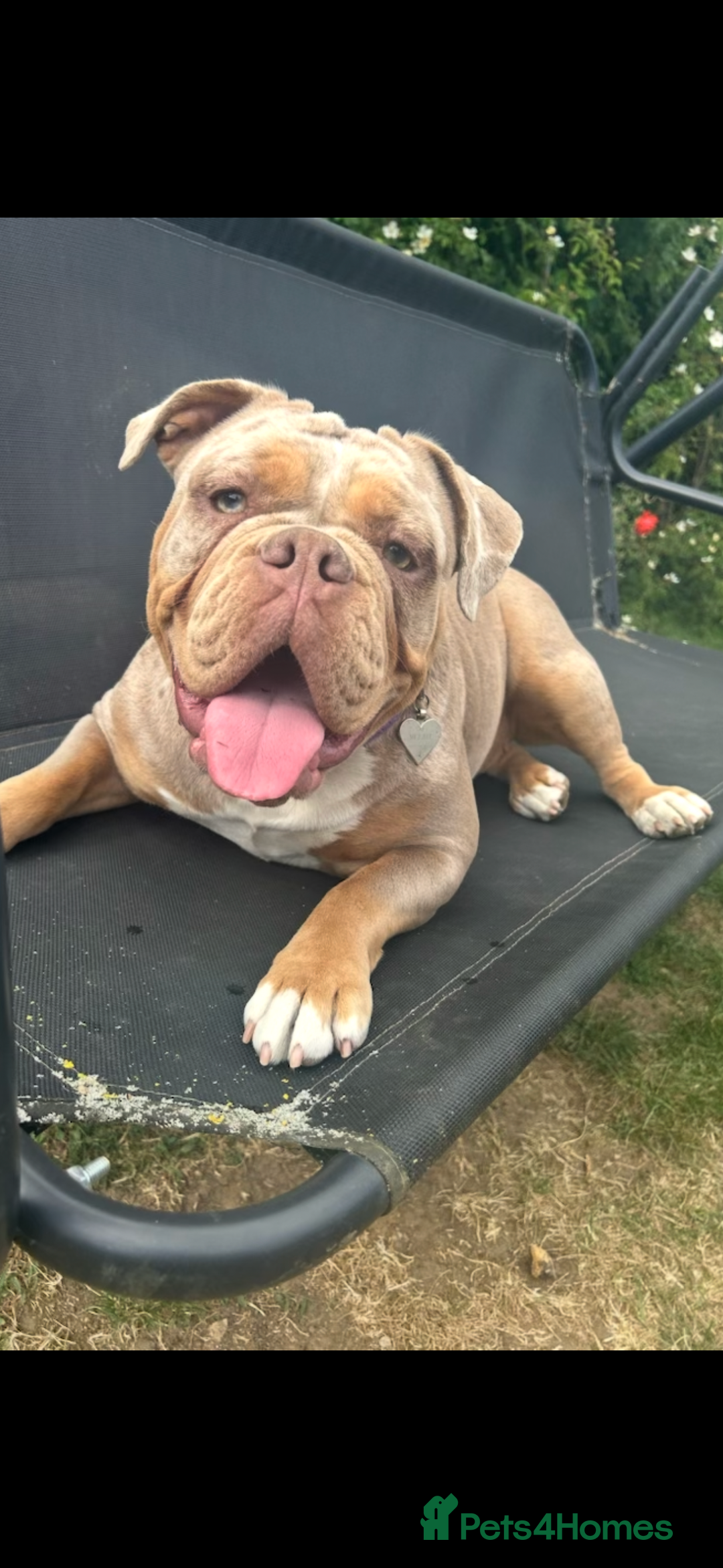 Old Tyme Bulldog dogs for sale: Old Tyme bulldog puppies - Advert 1