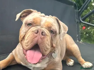 Old Tyme Bulldog dogs Old Tyme bulldog puppies - Advert 5