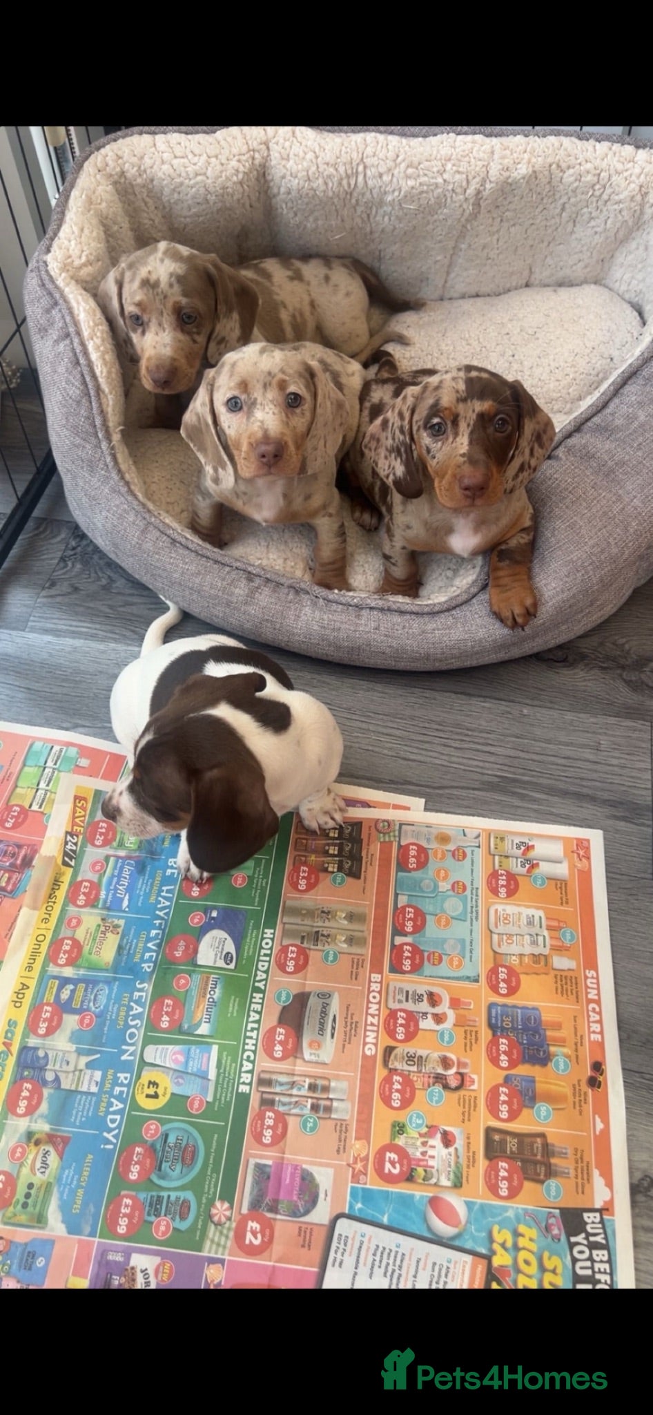 Miniature Dachshund dogs Miniature dachshunds  - Advert 8
