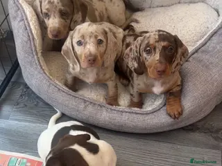 Miniature Dachshund dogs Miniature dachshunds - Advert 8