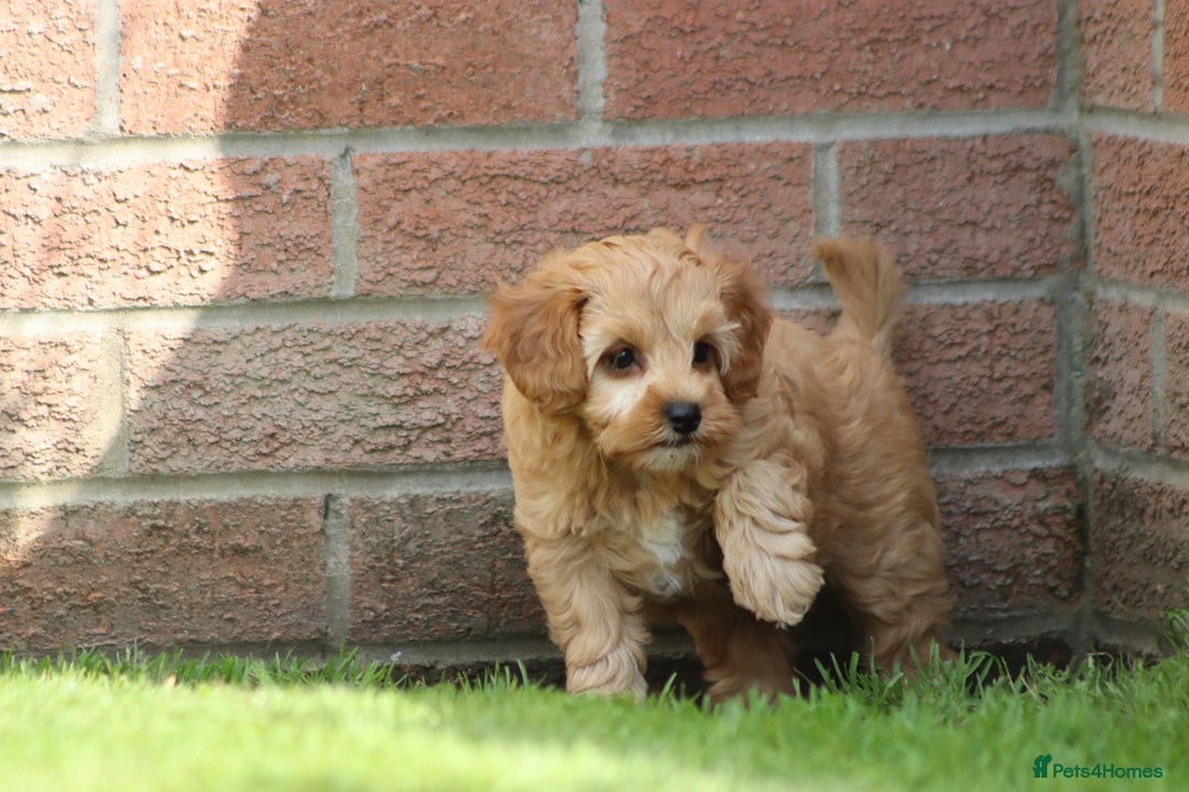 Cockapoo dogs for sale: Beautiful F1 Cockapoo puppies for sale - Image 13