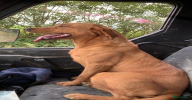 Labrador Retriever dogs 6 FOX RED LABRADORS  - Advert 15