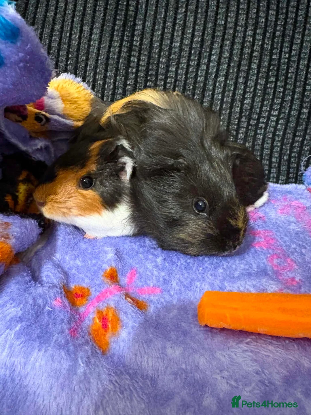 Guinea Pig rodents for sale: Buttons and peaches  in North Shields - Advert 1